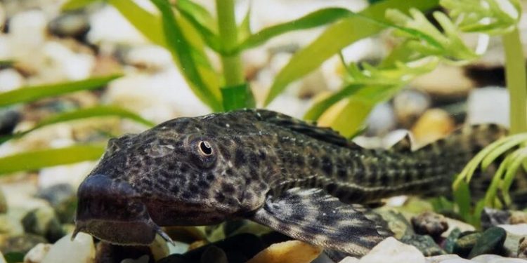 صید بی رویه اما مفید! داستان یک نوآوری اجتماعی در جنوب مکزیک