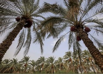 همیاری اجتماعی جانی دوباره به کلمُرز بخشید