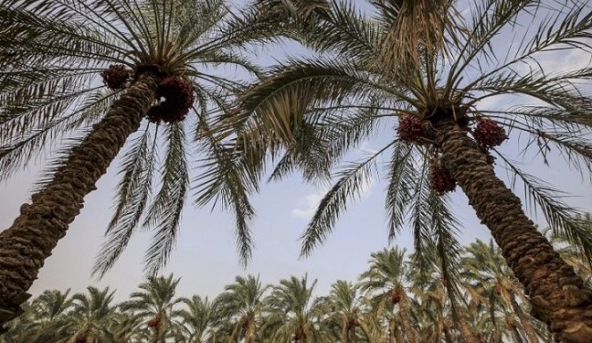 همیاری اجتماعی جانی دوباره به کلمُرز بخشید