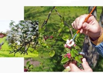 سیبی که به نماد و ارزش یک منطقه تبدیل شد