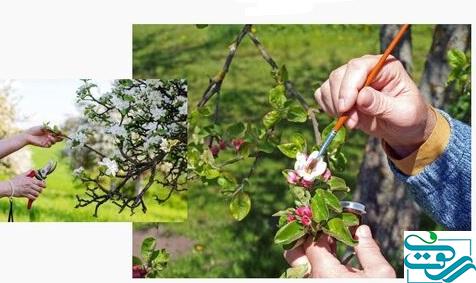 سیبی که به نماد و ارزش یک منطقه تبدیل شد